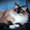 Kitten darlinlildolls ragdoll kittens for sale ottawa montreal kingston toronto ontario canada breeder cats