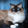 Kitten darlinlildolls ragdoll kittens for sale ottawa montreal kingston toronto ontario canada breeder cats