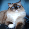 Kitten darlinlildolls ragdoll kittens for sale ottawa montreal kingston toronto ontario canada breeder cats