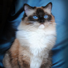 Kitten darlinlildolls ragdoll kittens for sale ottawa montreal kingston toronto ontario canada breeder cats