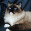 Kitten darlinlildolls ragdoll kittens for sale ottawa montreal kingston toronto ontario canada breeder cats