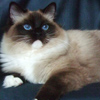 Kitten darlinlildolls ragdoll kittens for sale ottawa montreal kingston toronto ontario canada breeder cats
