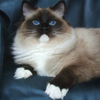 Kitten darlinlildolls ragdoll kittens for sale ottawa montreal kingston toronto ontario canada breeder cats