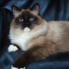 Kitten darlinlildolls ragdoll kittens for sale ottawa montreal kingston toronto ontario canada breeder cats