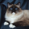 Kitten darlinlildolls ragdoll kittens for sale ottawa montreal kingston toronto ontario canada breeder cats