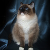 Kitten darlinlildolls ragdoll kittens for sale ottawa montreal kingston toronto ontario canada breeder cats
