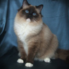 Kitten darlinlildolls ragdoll kittens for sale ottawa montreal kingston toronto ontario canada breeder cats