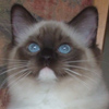 Kitten darlinlildolls ragdoll kittens for sale ottawa montreal kingston toronto ontario canada breeder cats