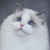 Kitten darlinlildolls ragdoll kittens for sale ottawa montreal kingston toronto ontario canada breeder cats