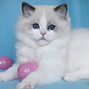 darlinlildolls ragdoll kittens for sale ottawa montreal kingston toronto