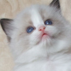 Kitten darlinlildolls ragdoll kittens for sale ottawa montreal kingston toronto ontario canada breeder cats