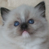 Kitten darlinlildolls ragdoll kittens for sale ottawa montreal kingston toronto ontario canada breeder cats