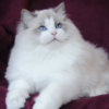 Kitten darlinlildolls ragdoll kittens for sale ottawa montreal kingston toronto ontario canada breeder cats