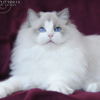 Kitten darlinlildolls ragdoll kittens for sale ottawa montreal kingston toronto ontario canada breeder cats
