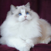 Kitten darlinlildolls ragdoll kittens for sale ottawa montreal kingston toronto ontario canada breeder cats cattery