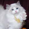 Kitten darlinlildolls ragdoll kittens for sale ottawa montreal kingston toronto ontario canada breeder cats