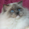 Kitten darlinlildolls ragdoll kittens for sale ottawa montreal kingston toronto ontario canada breeder cats