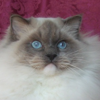 Kitten darlinlildolls ragdoll kittens for sale ottawa montreal kingston toronto ontario canada breeder cats