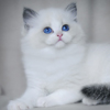 bicolor darlinlildolls ragdoll kittens for sale ottawa montreal kingston toronto