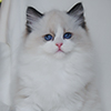darlinlildolls ragdoll kittens for sale ottawa montreal kingston toronto