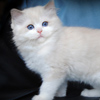 Kitten darlinlildolls ragdoll kittens for sale ottawa montreal kingston toronto ontario canada breeder cats