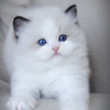 bicolor darlinlildolls ragdoll kittens for sale ottawa montreal kingston toronto