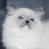 darlinlildolls ragdoll kittens for sale ottawa montreal kingston toronto