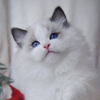 Kitten darlinlildolls ragdoll kittens for sale ottawa montreal kingston toronto ontario canada breeder cats