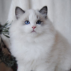 Kitten darlinlildolls ragdoll kittens for sale ottawa montreal kingston toronto ontario canada breeder cats