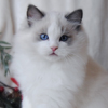 Kitten darlinlildolls ragdoll kittens for sale ottawa montreal kingston toronto ontario canada breeder cats