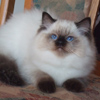 Kitten darlinlildolls ragdoll kittens for sale ottawa montreal kingston toronto ontario canada breeder