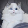 Kitten darlinlildolls ragdoll kittens for sale ottawa montreal kingston toronto ontario canada breeder cats