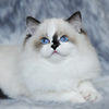 darlinlildolls ragdoll kittens for sale ottawa montreal kingston toronto