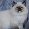 darlinlildolls ragdoll kittens for sale ottawa montreal kingston toronto